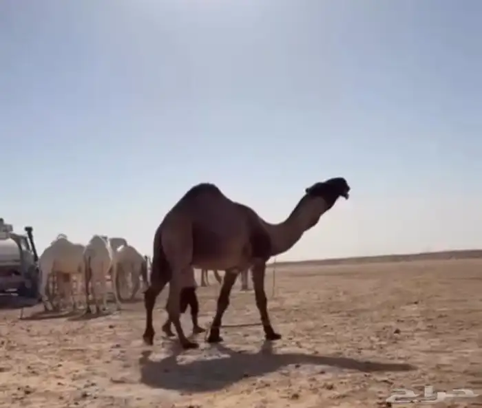 عرض فاخر دبياني منتج فرديات 1