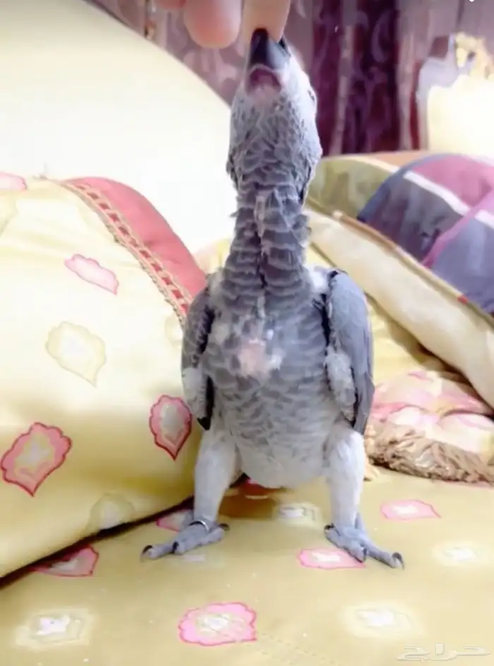 فرخ طفره انتاج محلي حجمه جبار سوبر سوبر جامبو يقبل غر بشراه 1