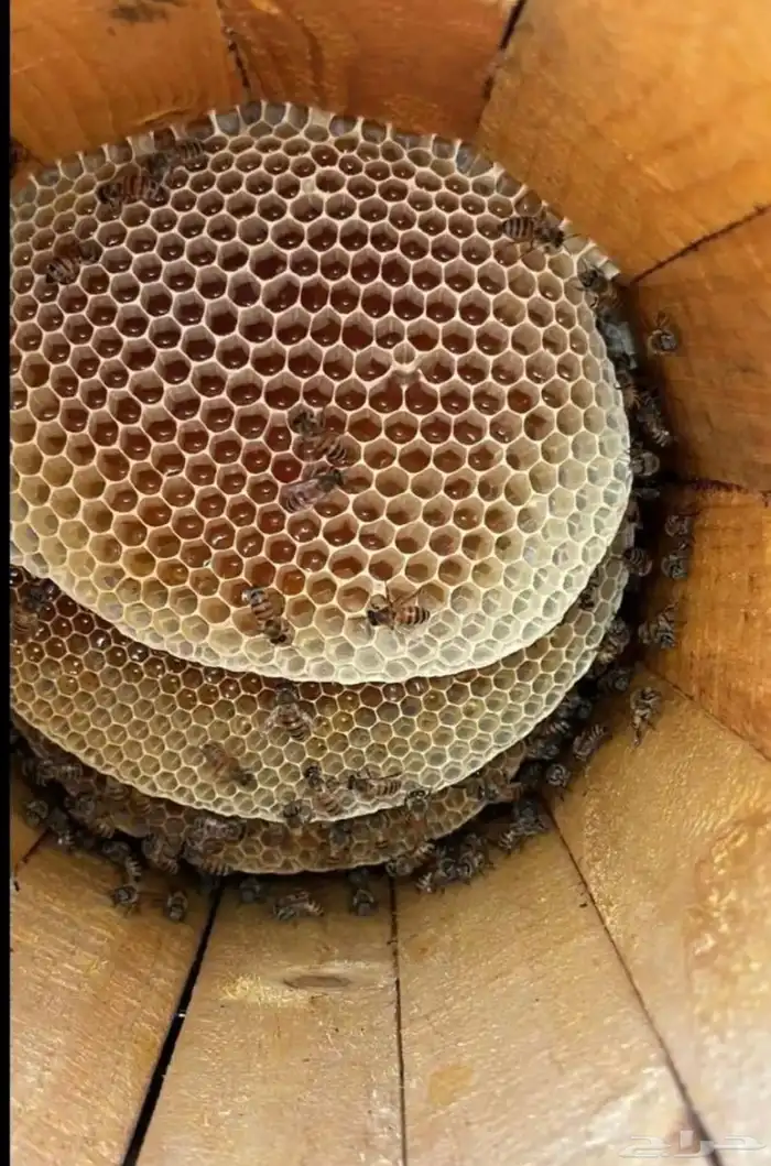 نحل للبيع في تية دارس 2