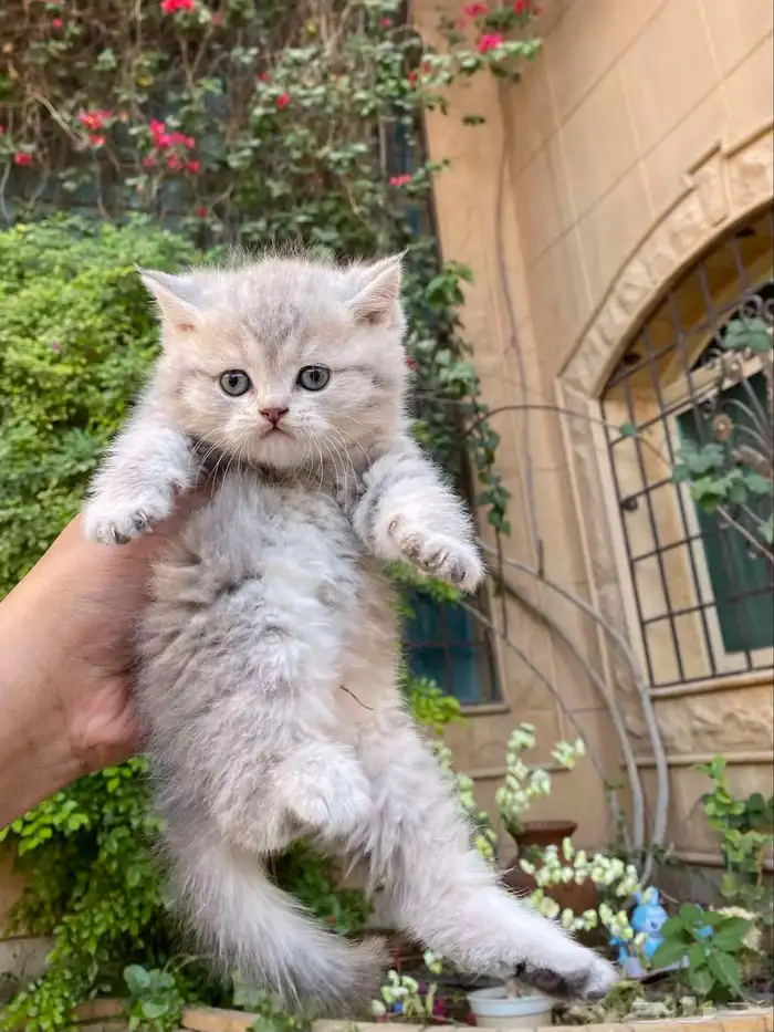 كيتن سكوتش فولد مطعمين مدربين للبيع ولايوجد تبني 6