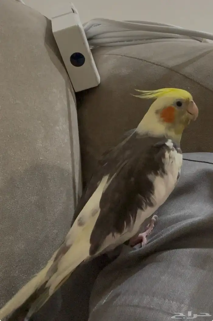 كروان ذكر مفقود 0