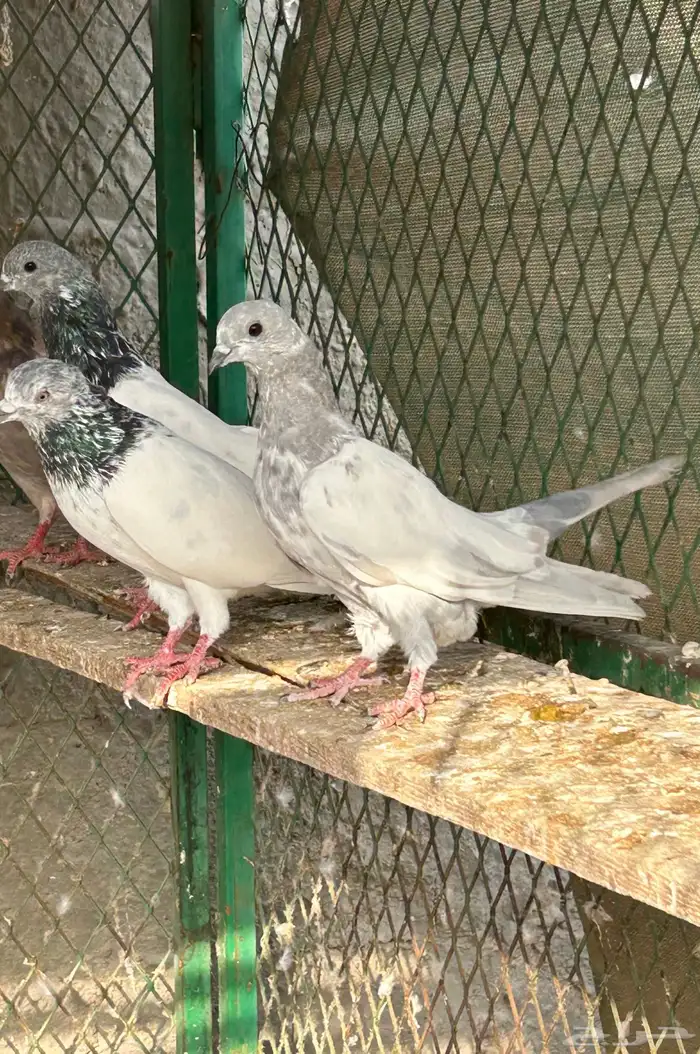 حمام باكستاني ( طيار) 6