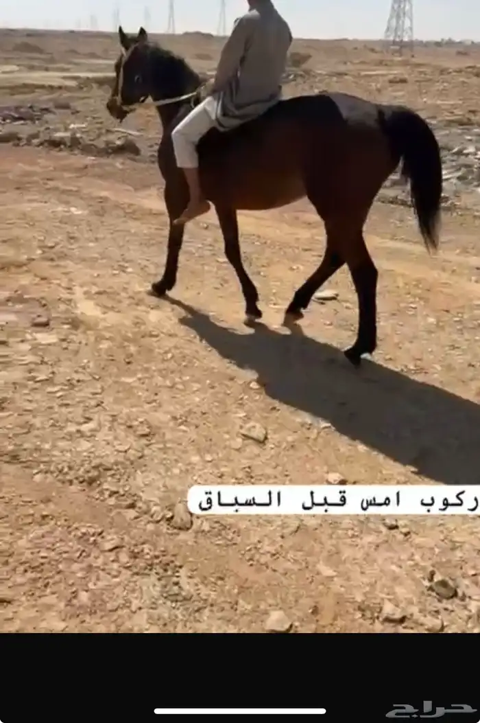 فرس شعبيه لقاح 4 شهور 10