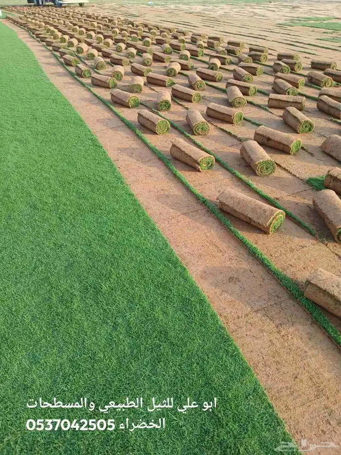 ابوياسين لبيع جميع انواع النخيل البلدي والواشنطن والفسيل 8