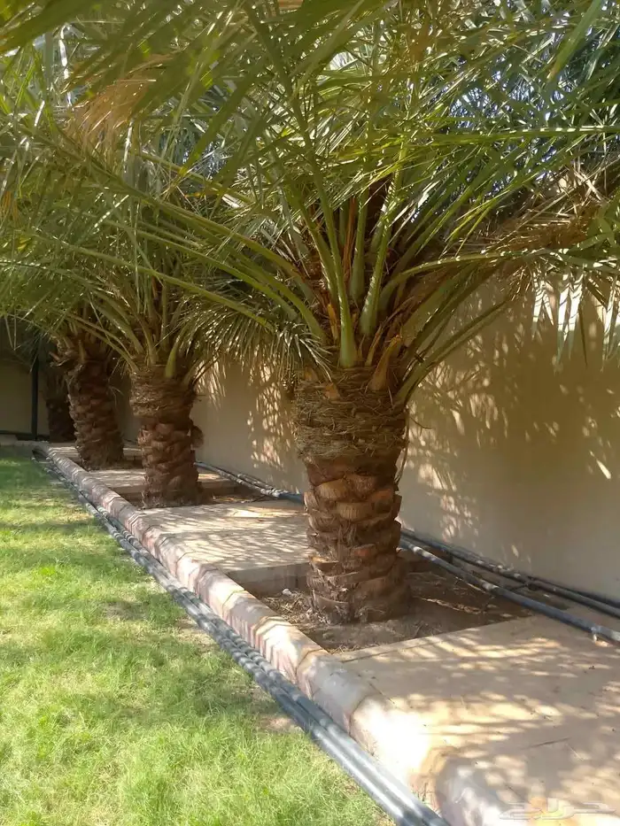 نخل واشنطني زينه نخل عربي خلاص وجميع الانوع 4