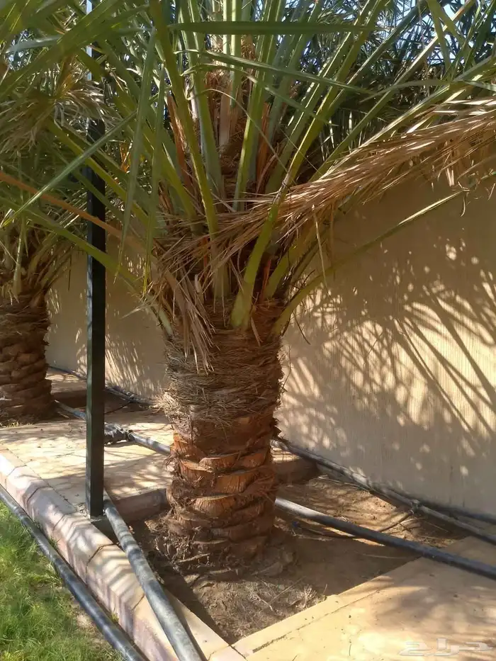 نخل واشنطني زينه نخل عربي خلاص وجميع الانوع 1