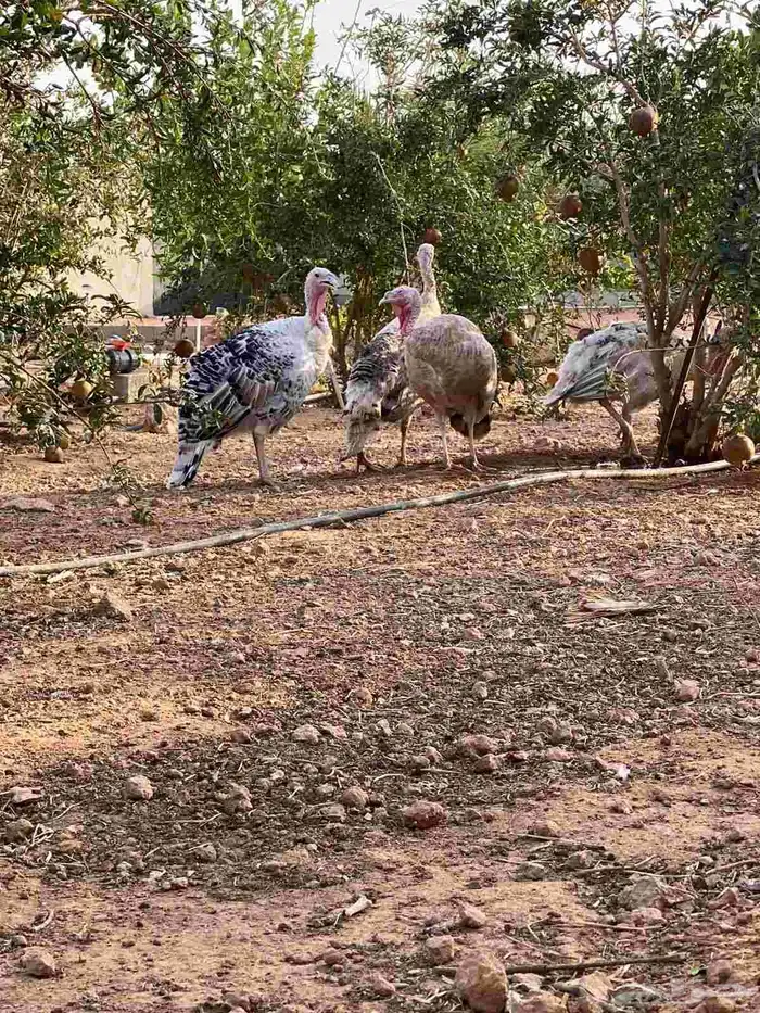 دجاج رومي فراشة 3