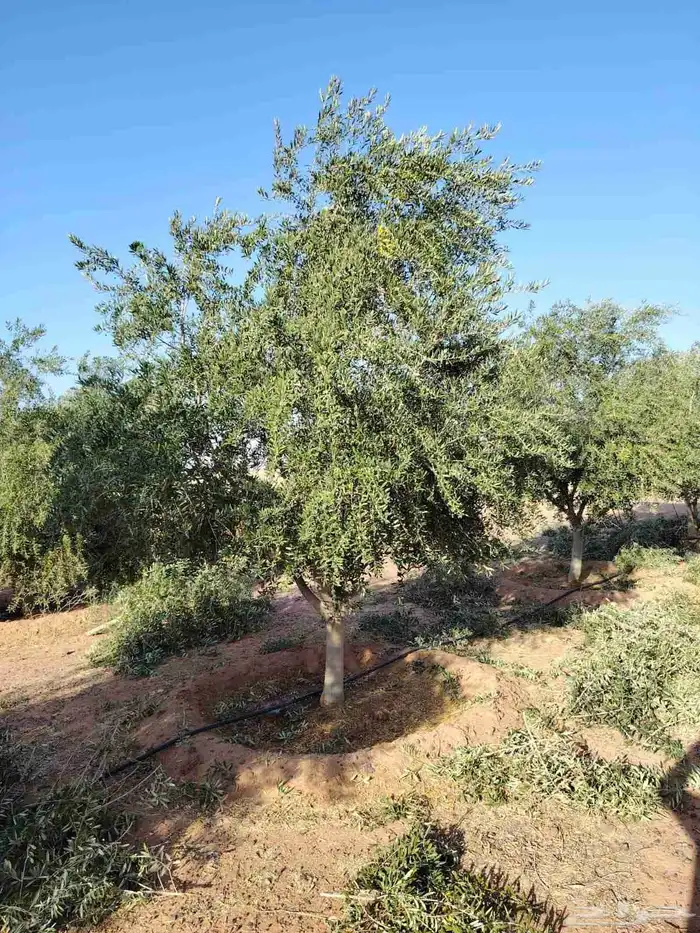 شجر درجه اولا 5