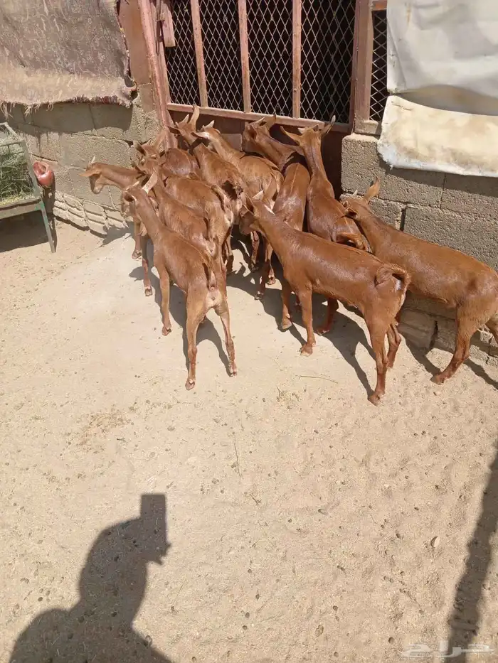 11 من العرس نظاف كله وسمان 0