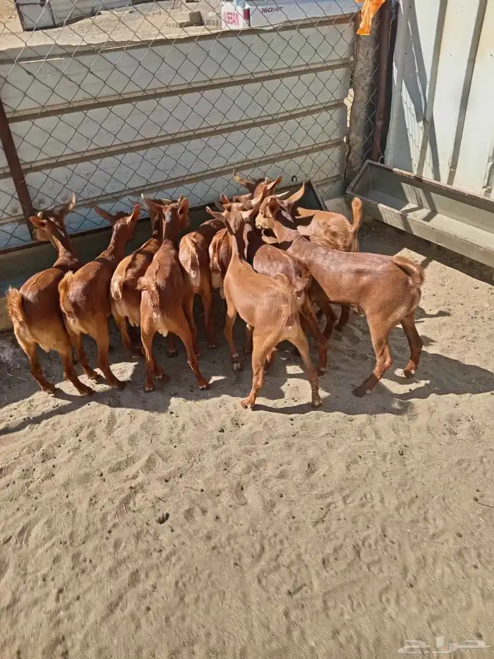 11 من العرس نظاف كله وسمان 1