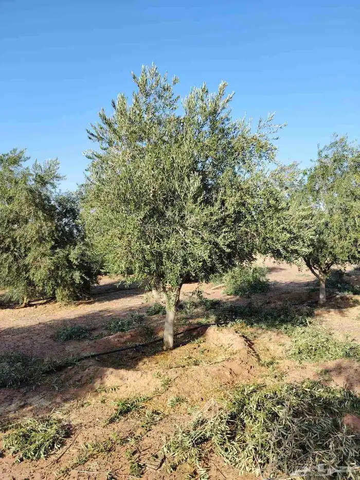 شجر باياض وجه درجه اولا 3