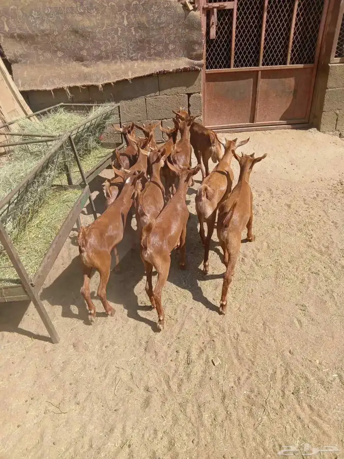 11 من العرس نظاف كله وسمان 2