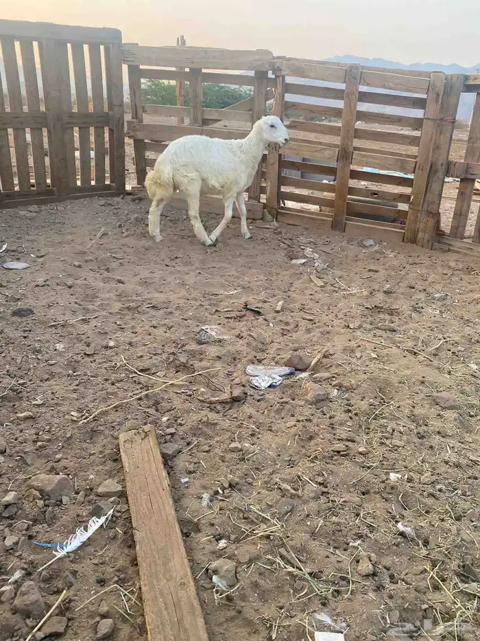 طليان حريه 2