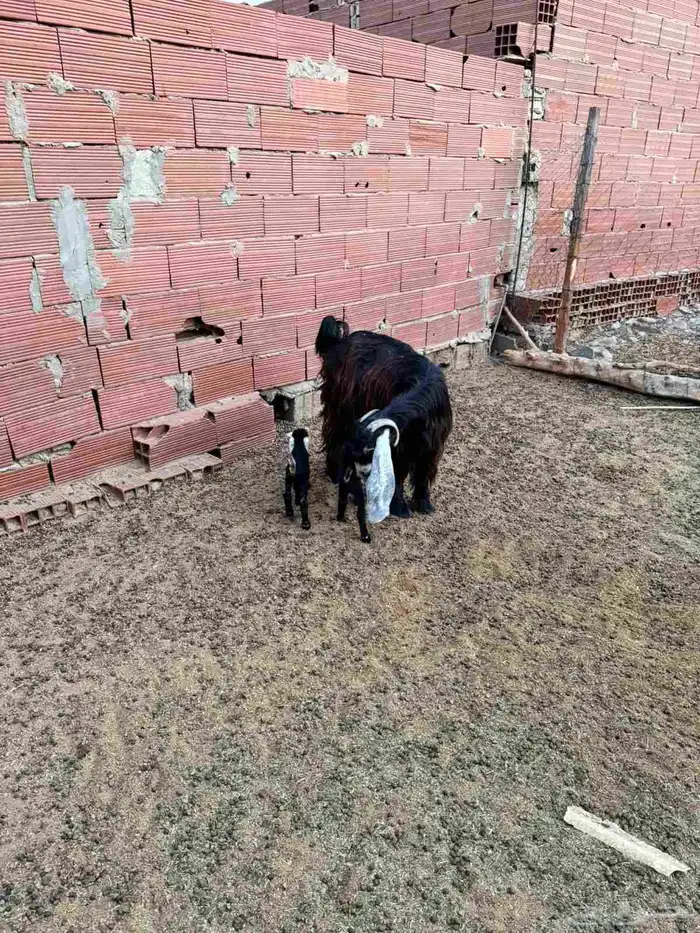 ماعز عارضية متومة للبيع 1