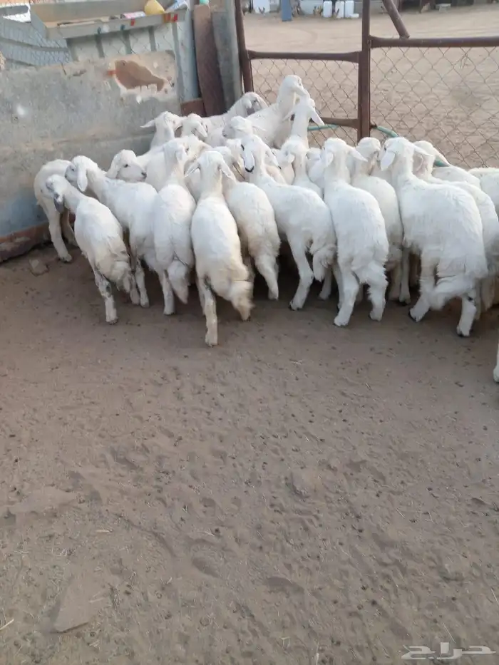 32من البهم مرابي نظيف وسمان وشعره وشرررط 0