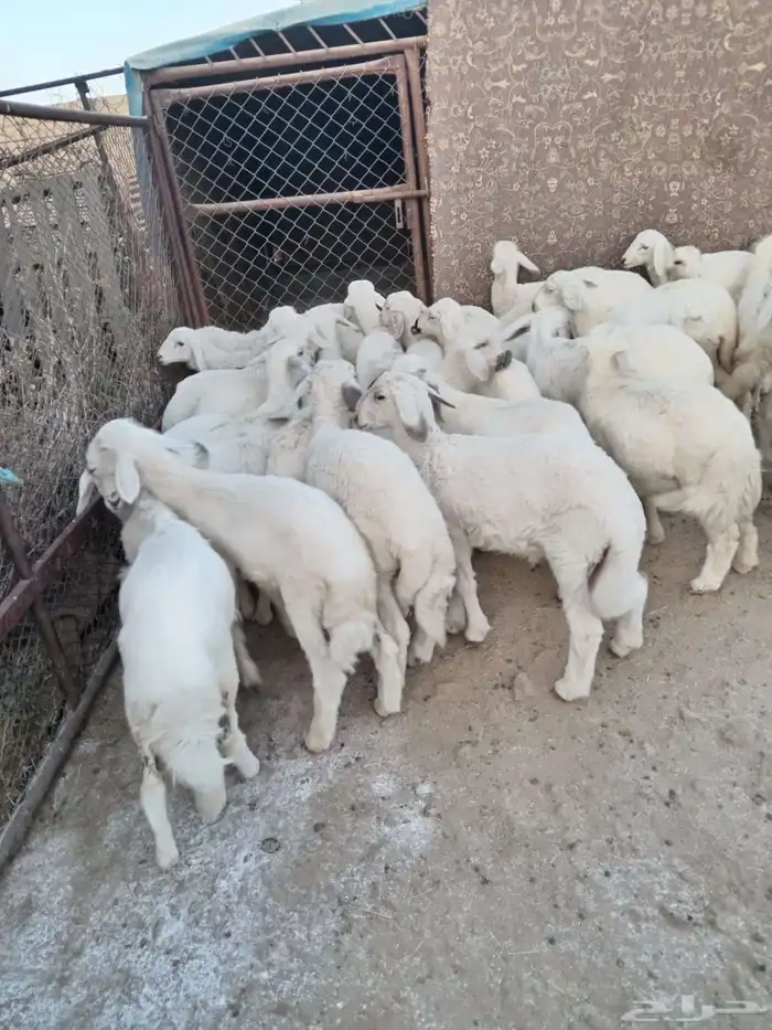 32من البهم مرابي نظيف وسمان وشعره وشرررط 3