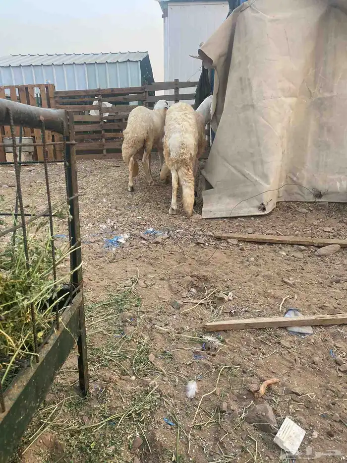 طليان حريه 3