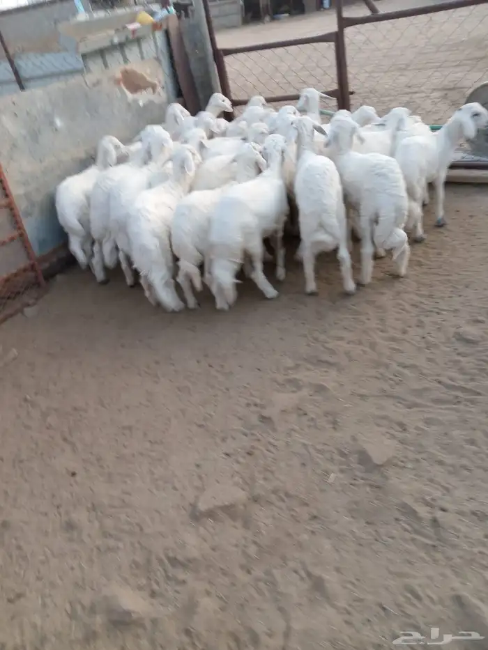 32من البهم مرابي نظيف وسمان وشعره وشرررط 4