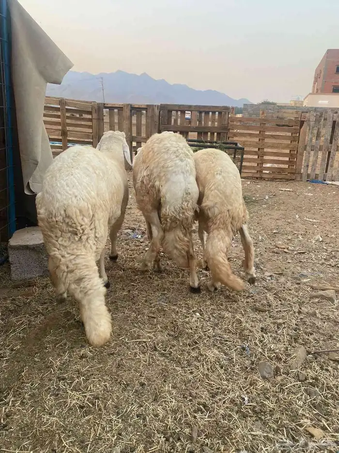 طليان حريه 0