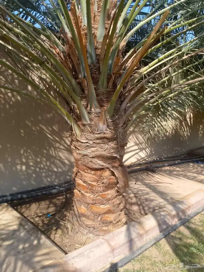 نخل واشنطني زينه نخل عربي خلاص وجميع الانوع 0