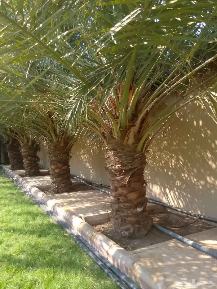 نخل واشنطني زينه نخل عربي خلاص وجميع الانوع 5