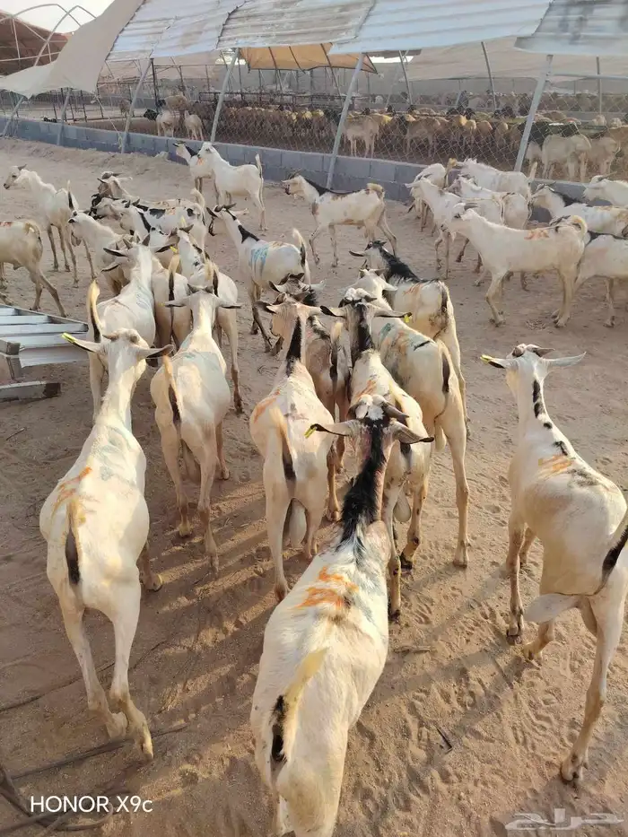 غنم بربري وتيوس صومالي جدعااان للجمله والتفريد 3