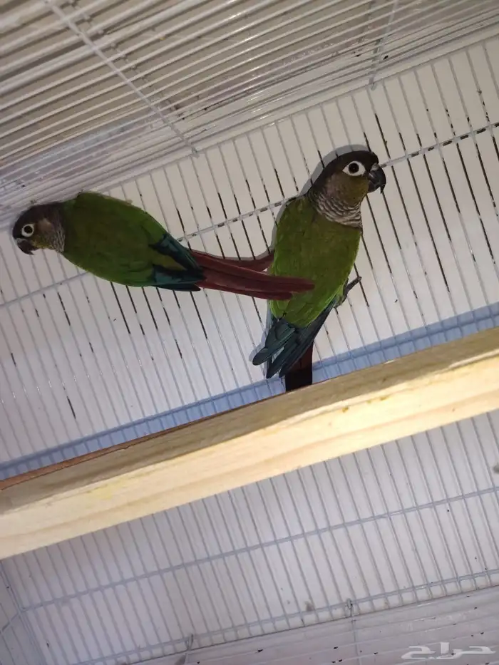 كنيور ذكر يلو سايد الانثى قرين شيك 0