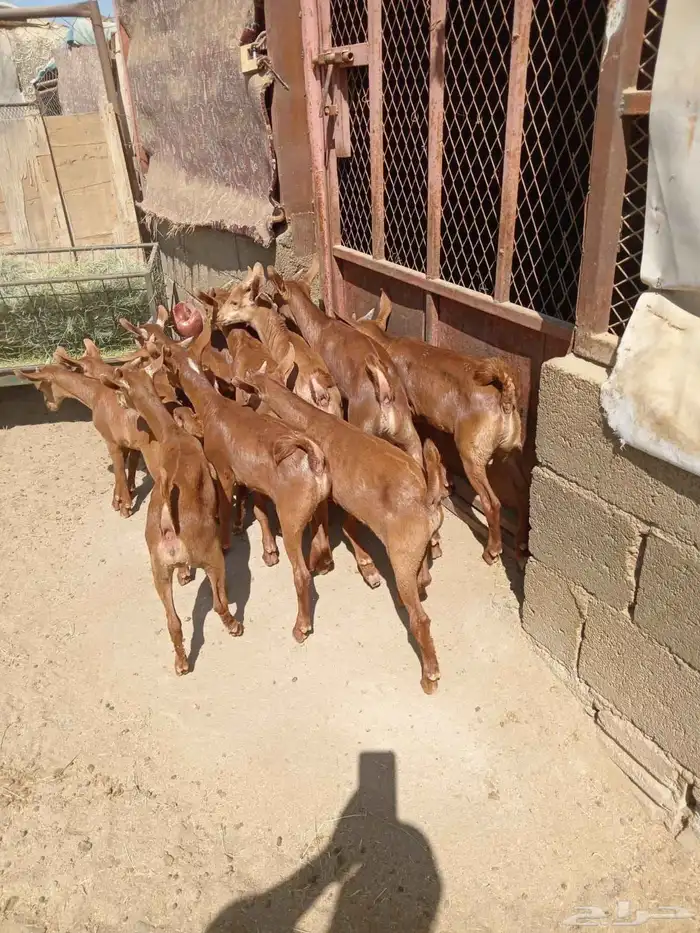 11 من العرس نظاف كله وسمان 5