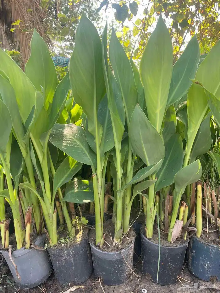 مشاتل الدمام تنسيق حدائ 3