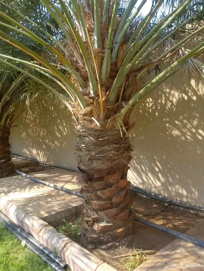 نخل واشنطني زينه نخل عربي خلاص وجميع الانوع 2