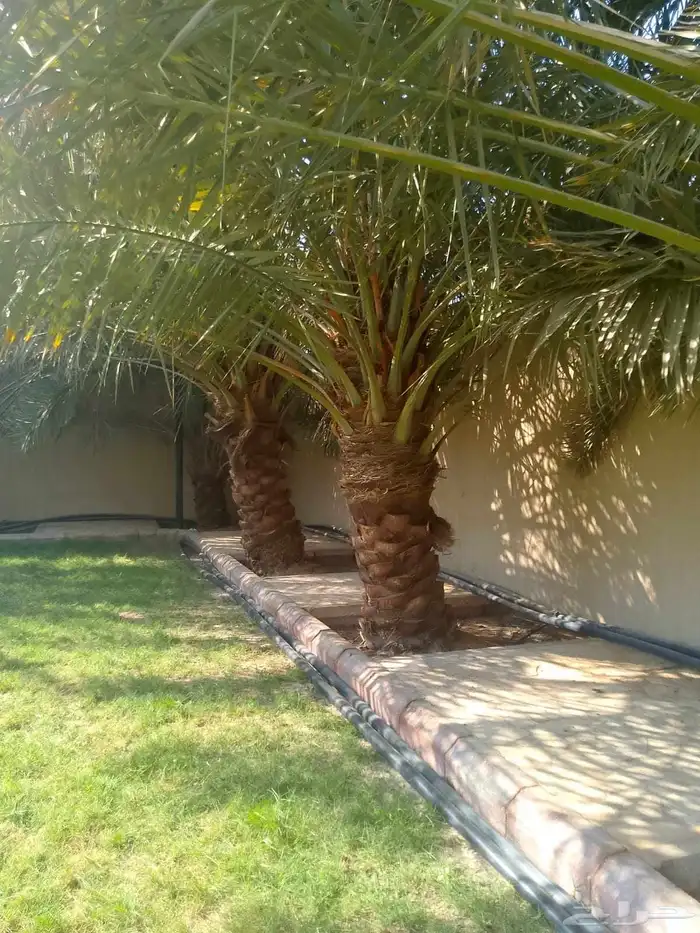 نخل واشنطني زينه نخل عربي خلاص وجميع الانوع 3