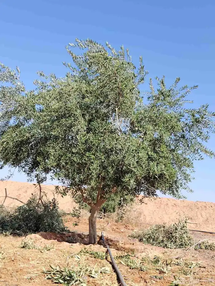 شجر درجه اولا 3