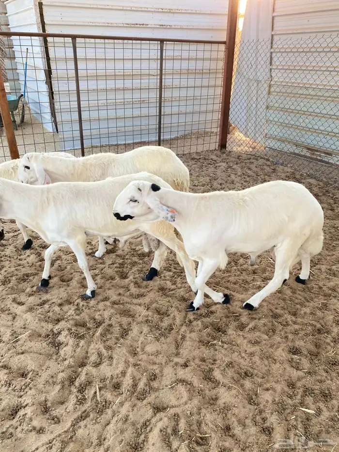 سواكني فاخر مرابي خمس شهور 2