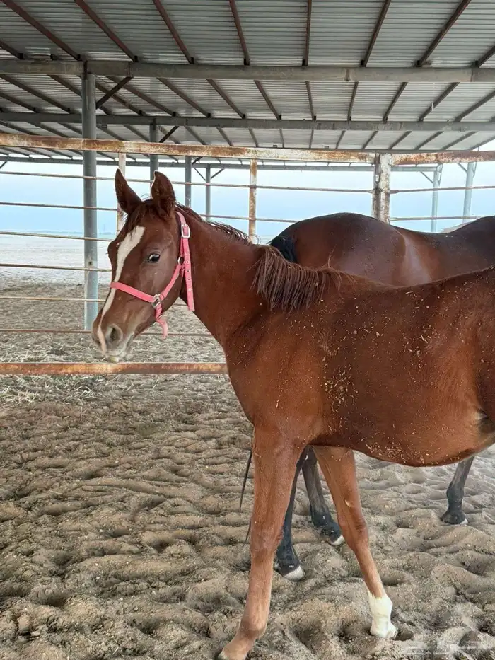 حصان شعبي للبدل بحصان شعبي معسوف شرط سلامة الحصان 3