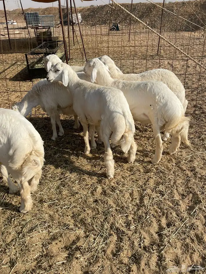 حري ذبايح مناسبات عقيقه ذبائح ثلاجه يوجد صلخ وتوصيل 10