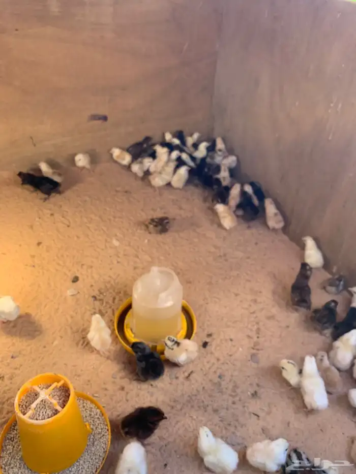 صيصان دجاج بلدي دندروي طيبة ماشاءالله 1