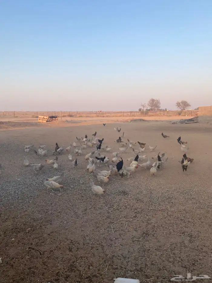 دجاج فيومى 0