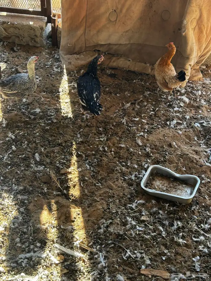 البيع دجاج بياض 3