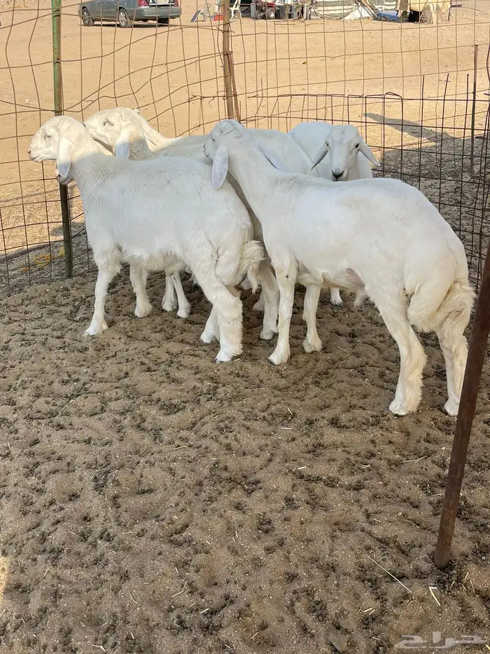 حري ذبايح مناسبات عقيقه ذبائح ثلاجه يوجد صلخ وتوصيل 7