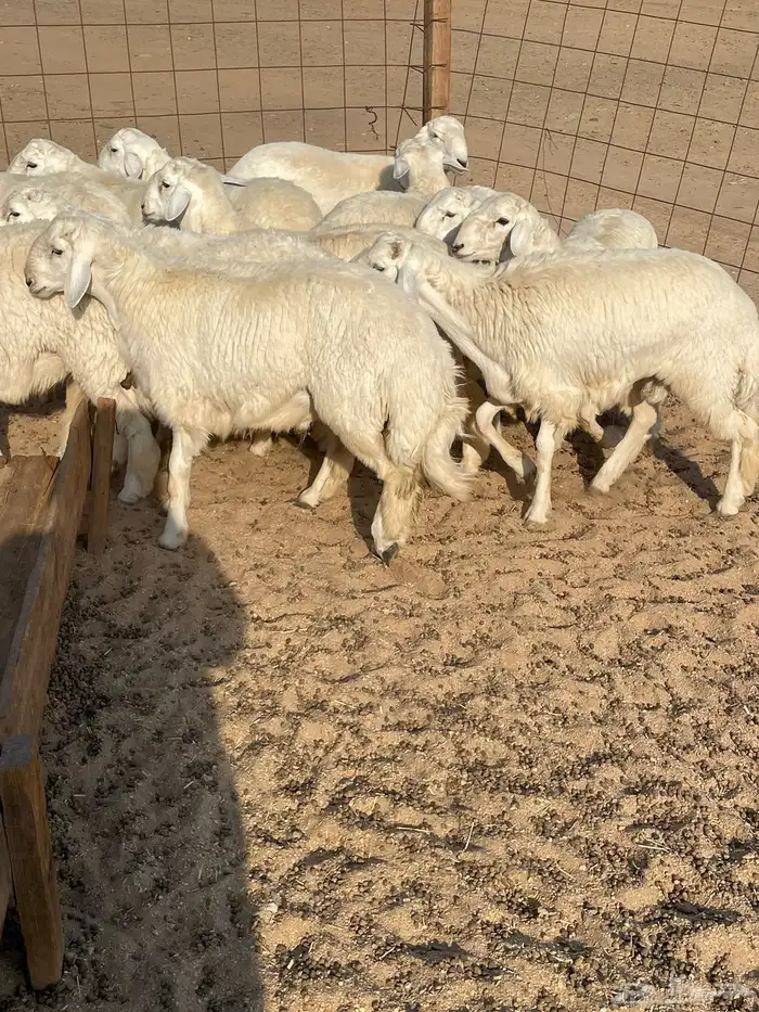 حري ذبايح مناسبات عقيقه ذبائح ثلاجه يوجد صلخ وتوصيل 1