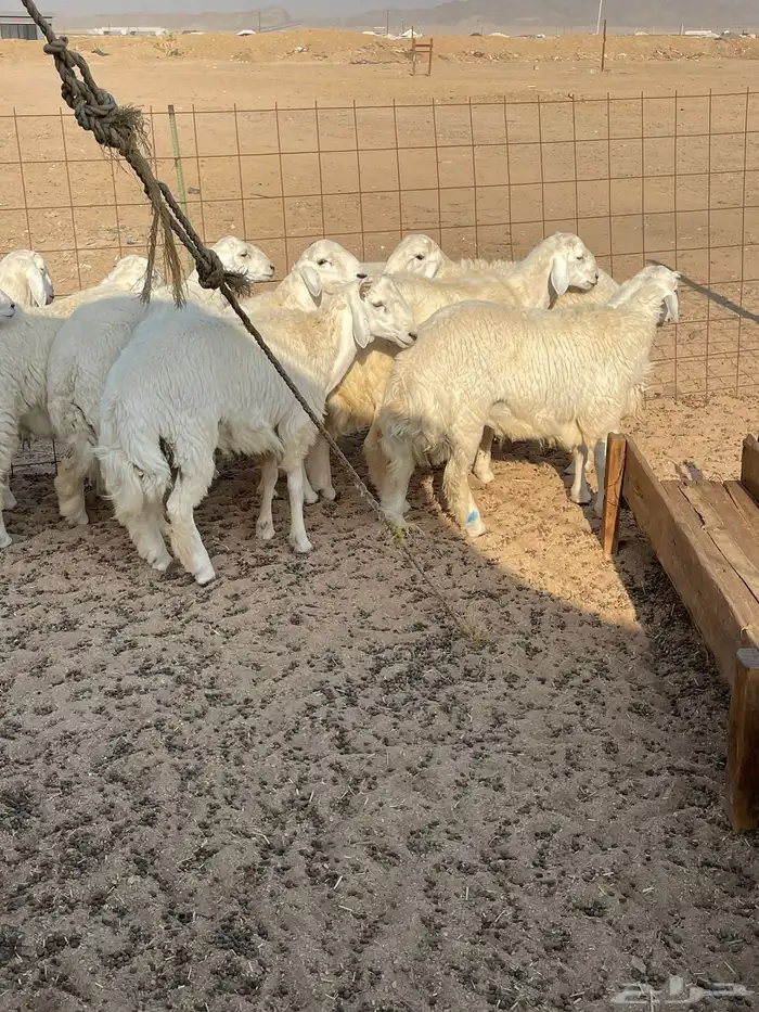 حري ذبايح مناسبات عقيقه ذبائح ثلاجه يوجد صلخ وتوصيل 4