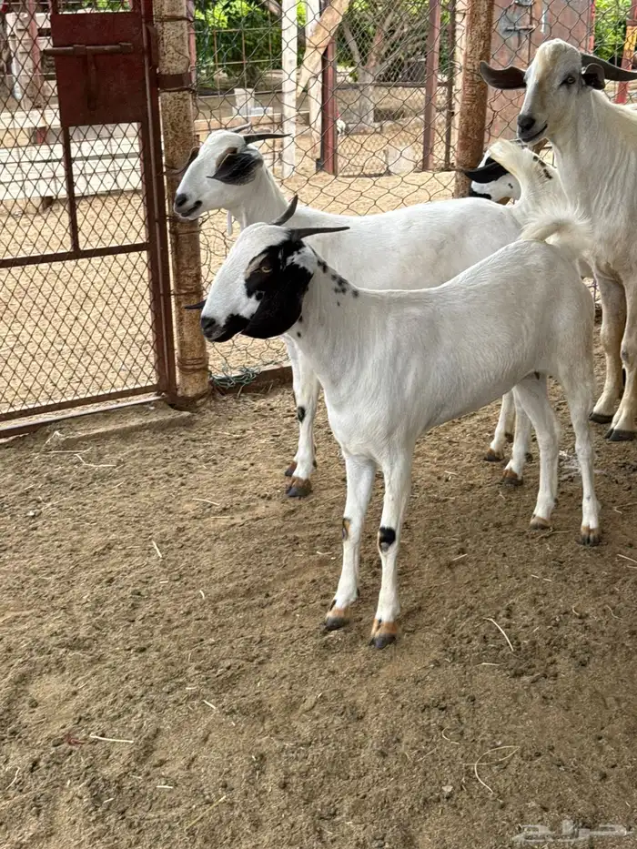 10 جفار بيشيه فاااخرة للي بيأسس مراح 1