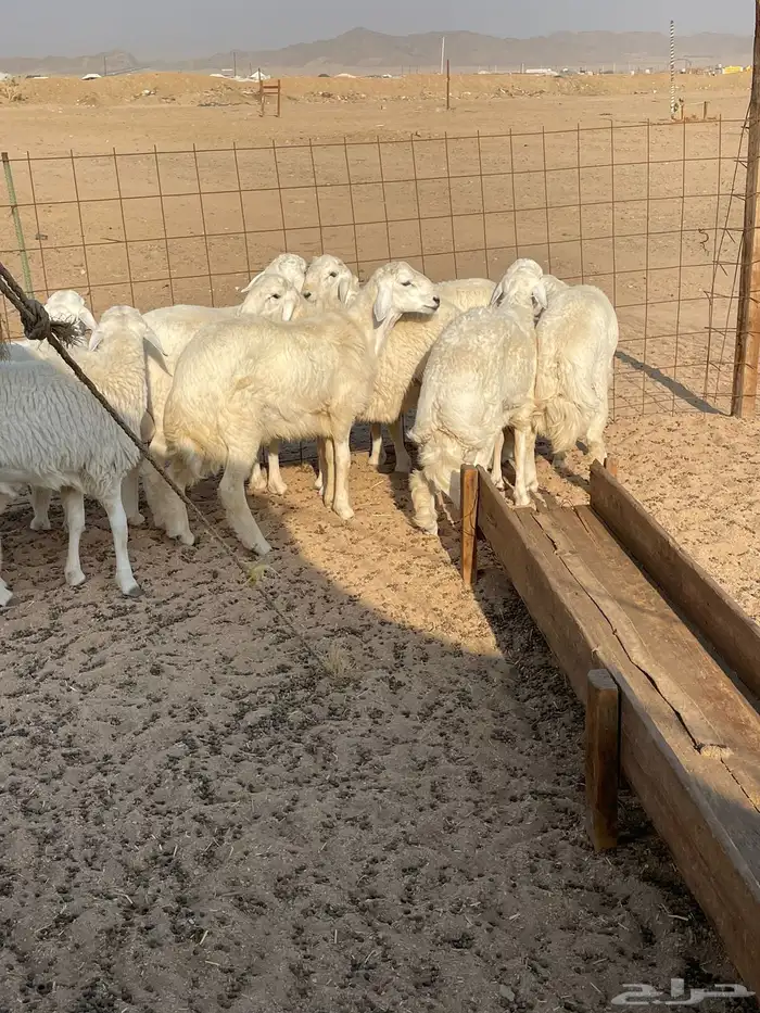 حري ذبايح مناسبات عقيقه ذبائح ثلاجه يوجد صلخ وتوصيل 3