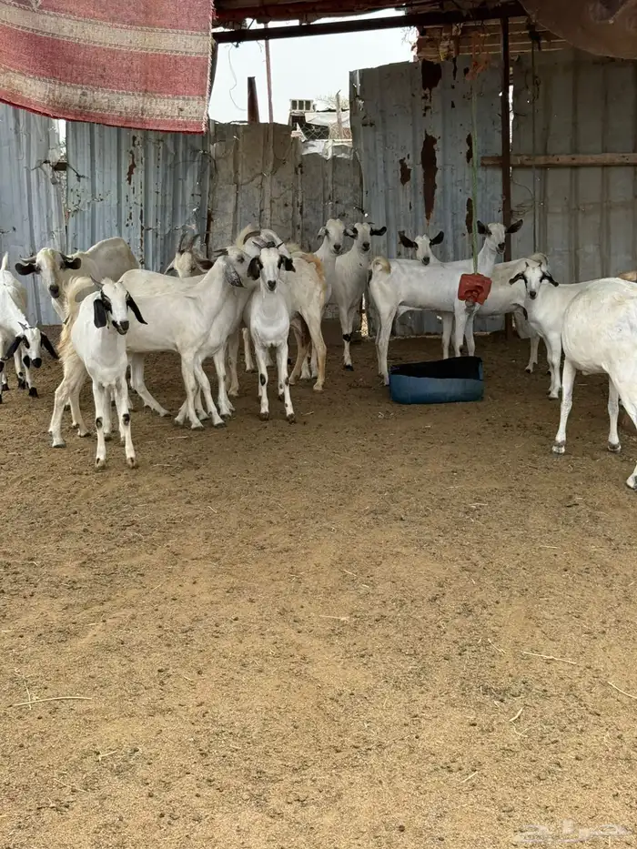 10 جفار بيشيه فاااخرة للي بيأسس مراح 4