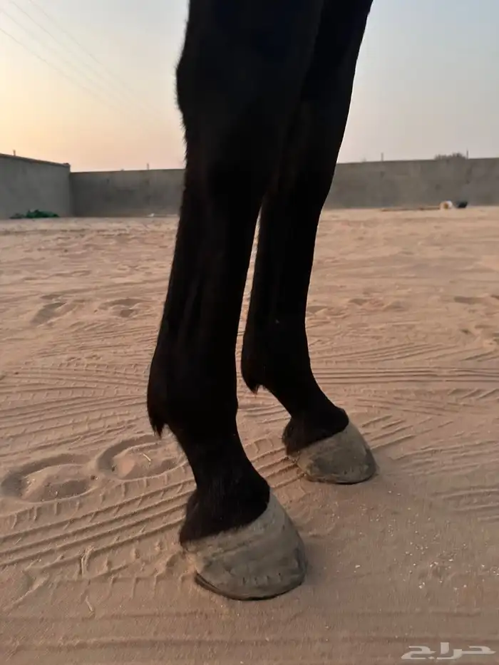 حصان ركوب من دون اوراق الاحساء 2