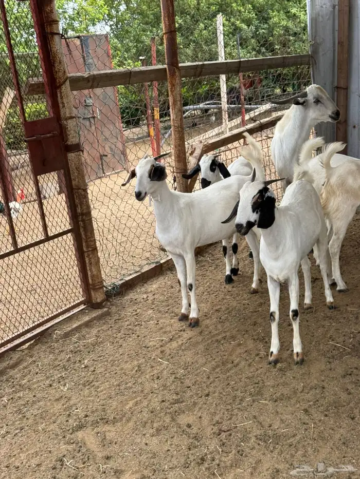 10 جفار بيشيه فاااخرة للي بيأسس مراح 0