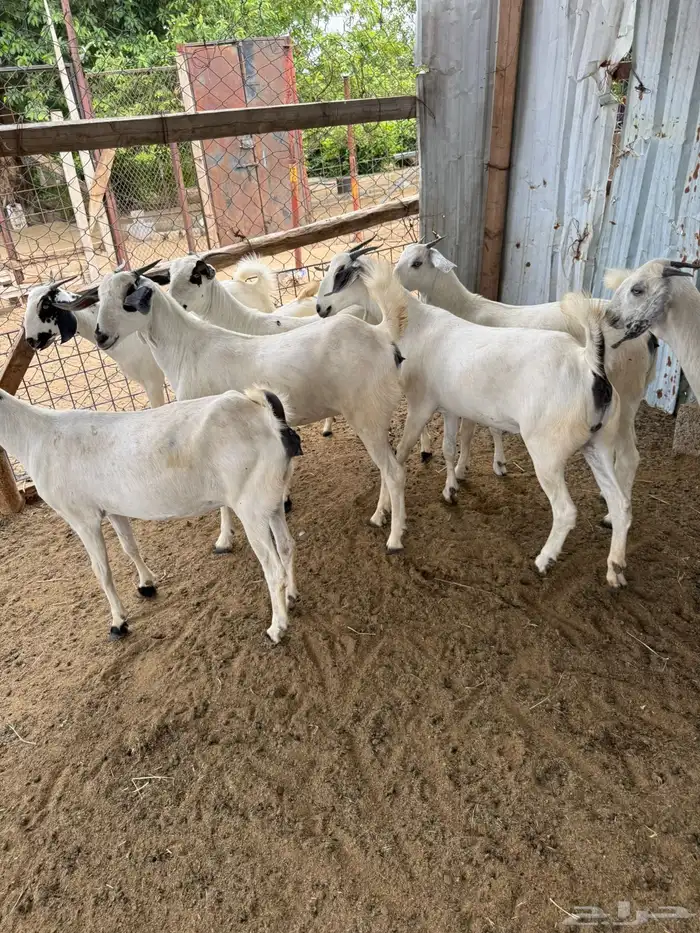 10 جفار بيشيه فاااخرة للي بيأسس مراح 9