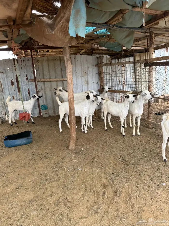 10 جفار بيشيه فاااخرة للي بيأسس مراح 8