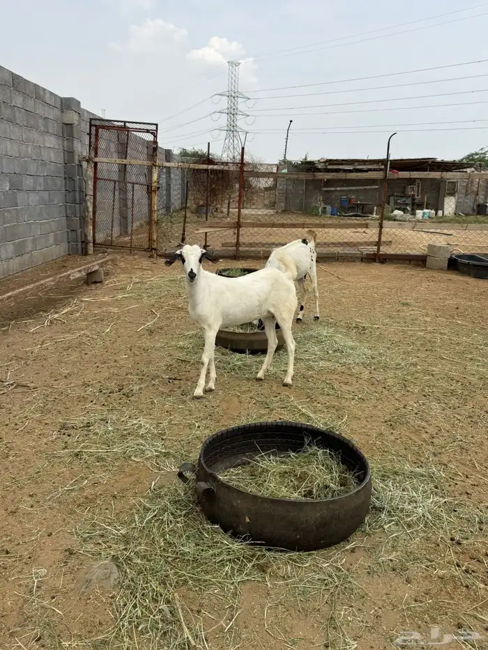 10 جفار بيشيه فاااخرة للي بيأسس مراح 6