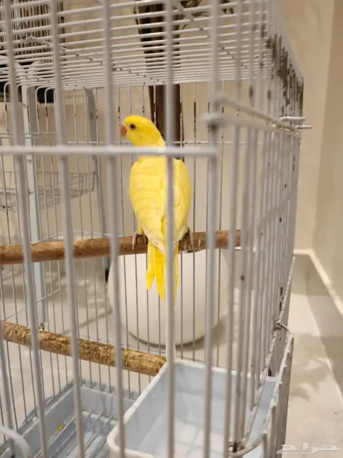 دره البينو ذكر 3